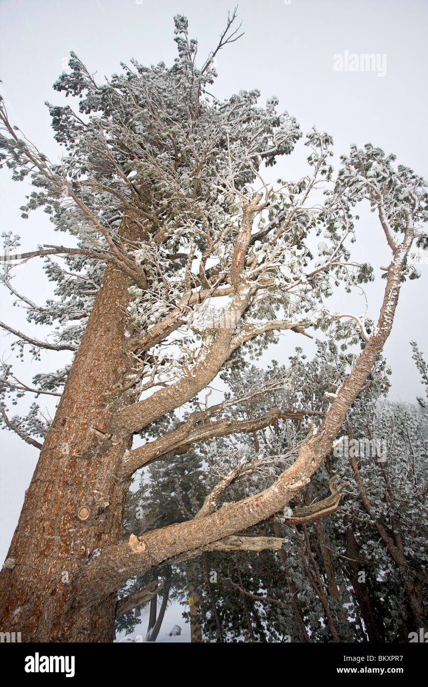 Verdreht, Snowblown Baum, während Snowsnorm auf das midstation Deck der wichtigsten Skigebiet Heavenly Gondel gesehen. Kalifornien, USA. Stockfoto