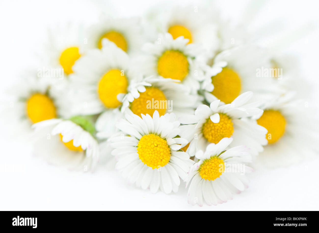 Nahaufnahme von einer Handvoll Gänseblümchen, Bellis Perennis, vor einem weißen Hintergrund Stockfoto
