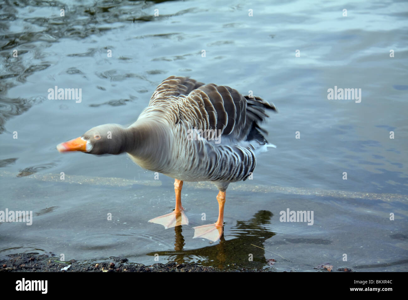 Eine Gans, schüttelt seinen Kopf, Victoria Park, London, UK. Stockfoto