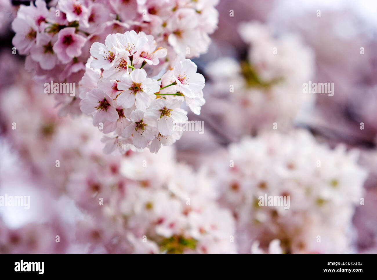 Kirschblüten in Washington, D.C. während Cherry Blossom Festival Stockfoto