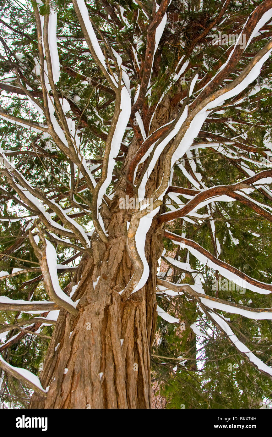 Weihrauch-(Calocedrus Decurrens) Zedernbaum mit Ästen bedeckt mit Schnee, South Lake Tahoe, Kalifornien, USA. Stockfoto