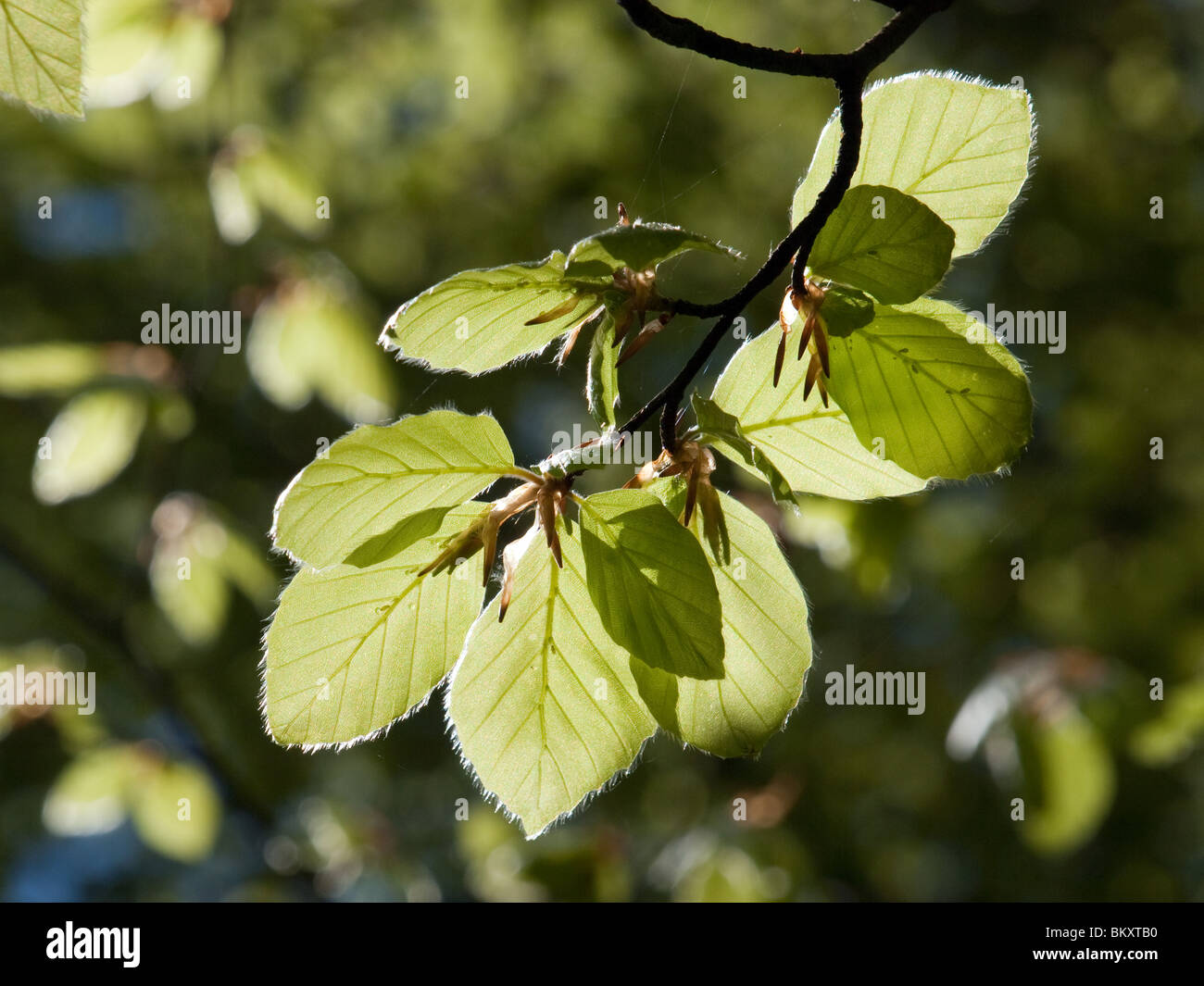 Frische grüne Blätter einer Waldfläche Buche (Fagus sylvaticus) im Frühjahr mit dappled Hintergrundbeleuchtung, Adern und Struktur Stockfoto