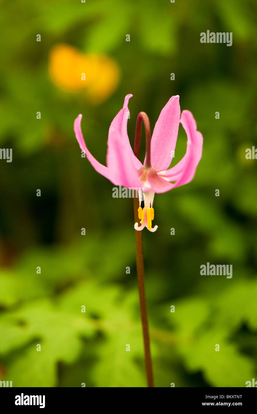 Erythronium Revolutum 'Knighthayes' in Blüte Stockfoto