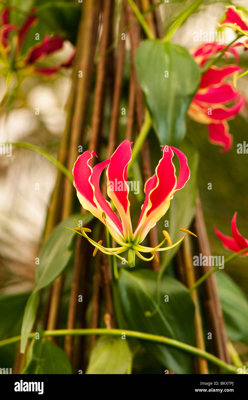 Gloriosa Rothschildiana, Herrlichkeit Lily in Blüte Stockfoto