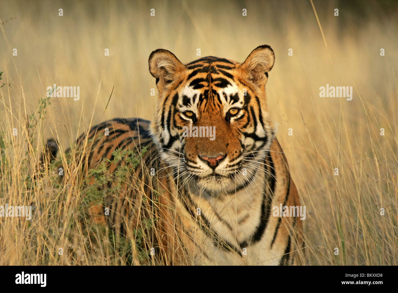 Tiger Porträtaufnahme. Foto von Ranthambhore National Park, Indien Stockfoto