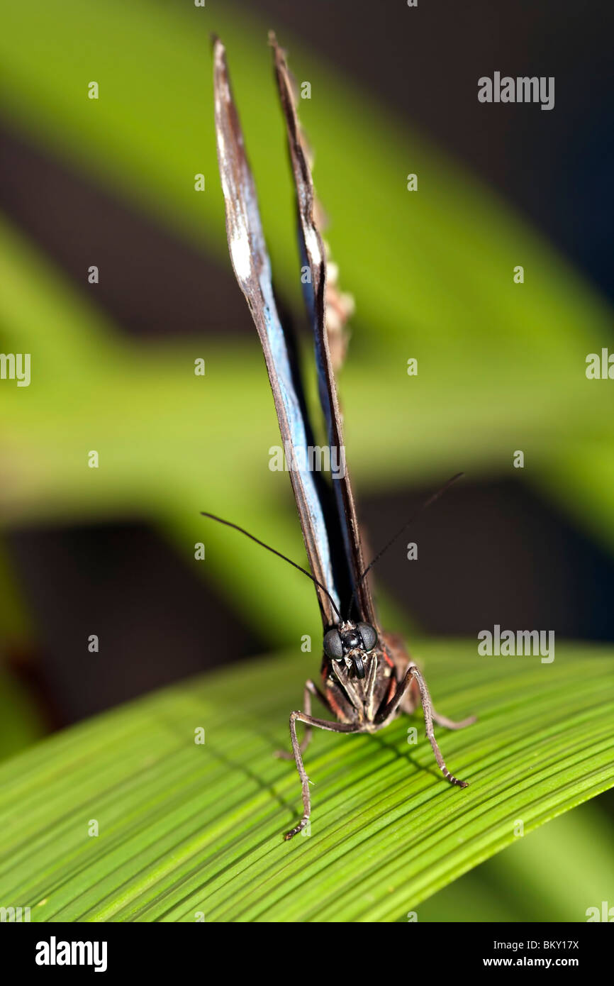 Morpho Peleides - Blue Morpho-Butterfly Stockfoto