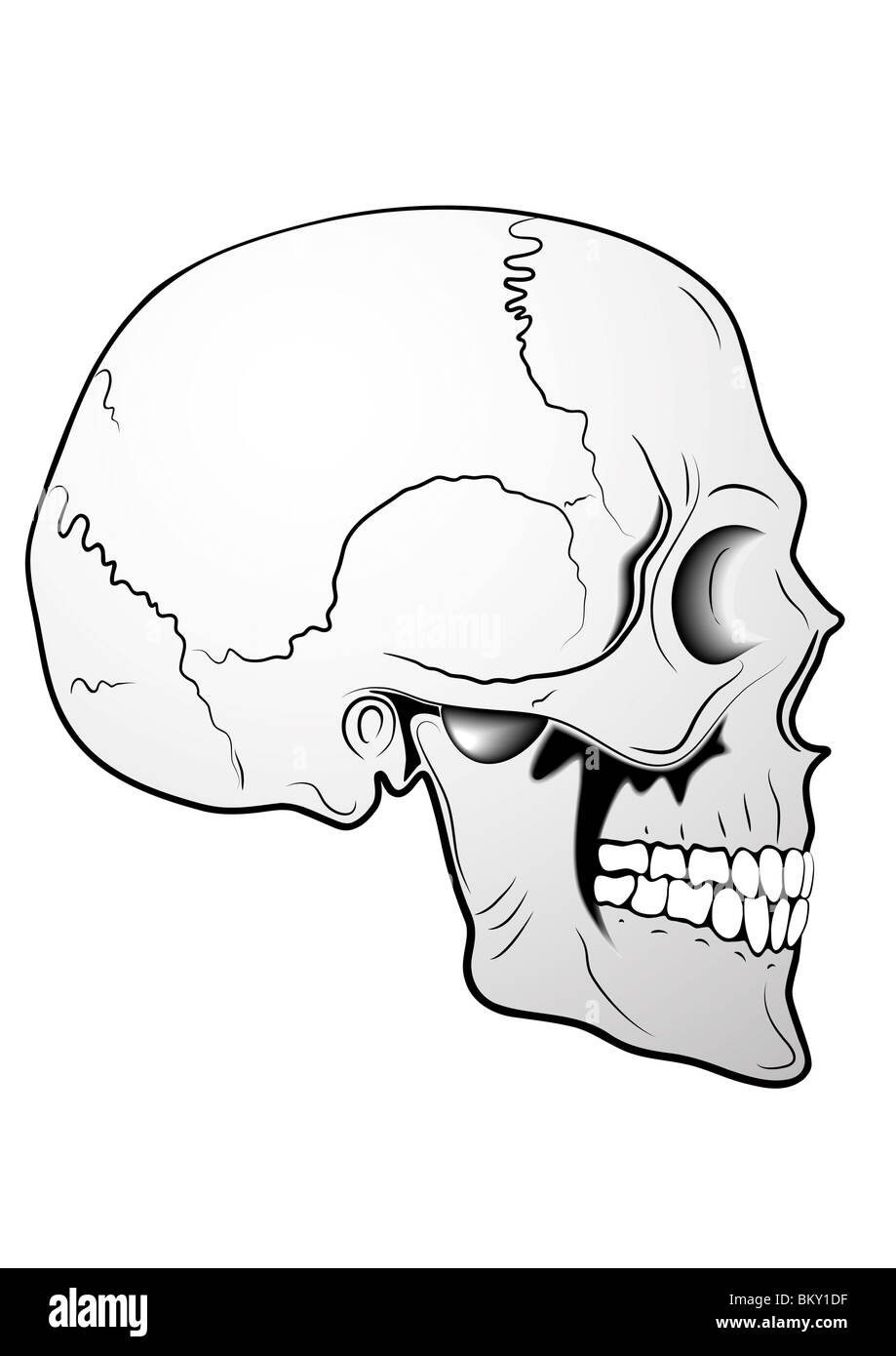 Abbildung von der scull Stockfoto