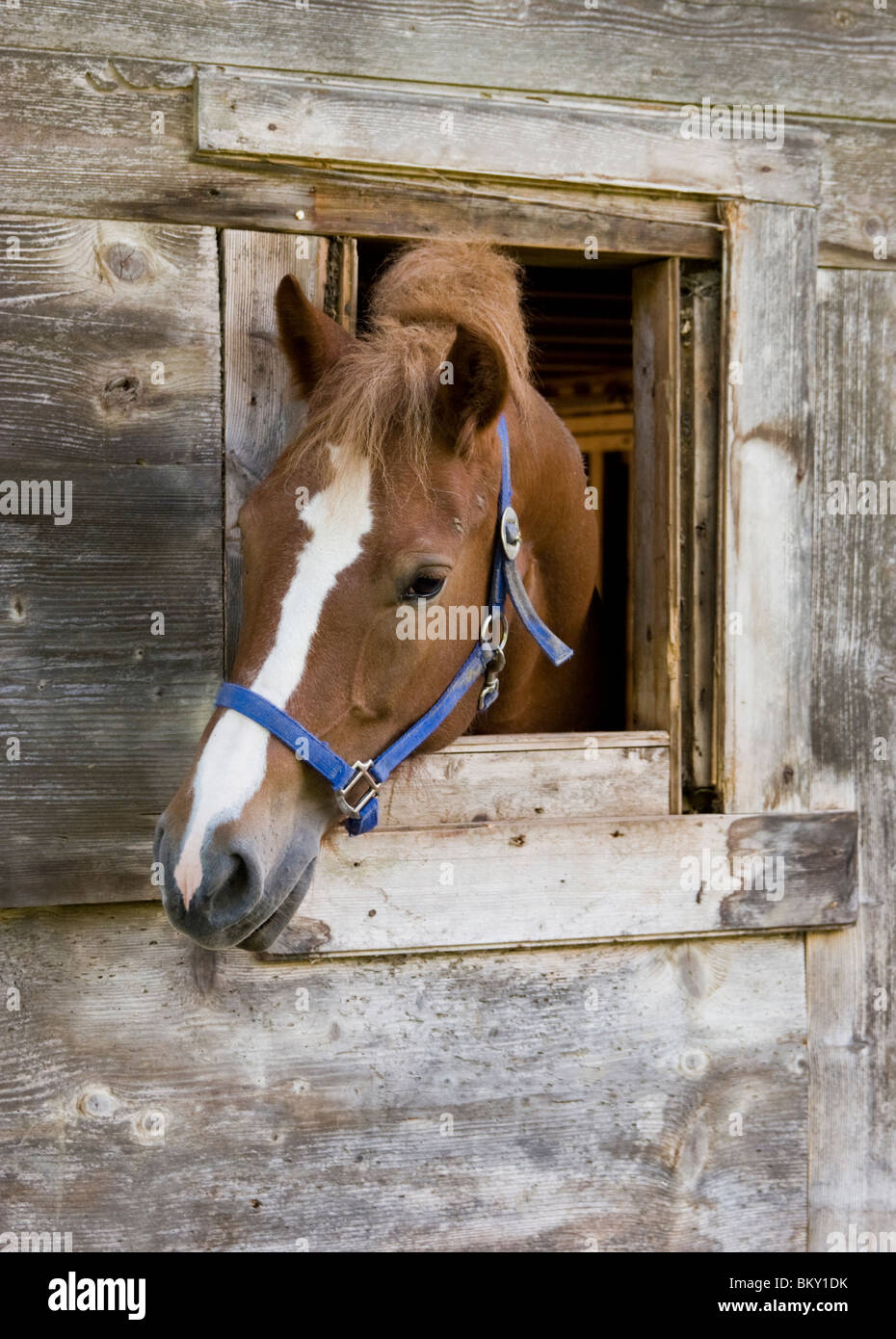 Ein Pferdekopf aus einem stabilen Fenster Stockfoto
