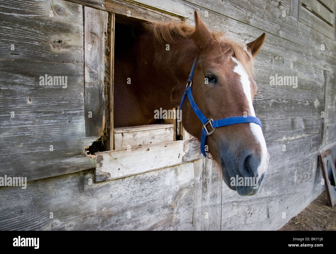 Ein Pferdekopf aus einem stabilen Fenster Stockfoto