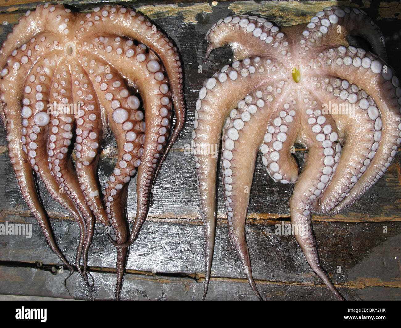 Frisch gefangen, Octopus, Chora Sfakia, Süd Kreta, Griechenland Stockfoto