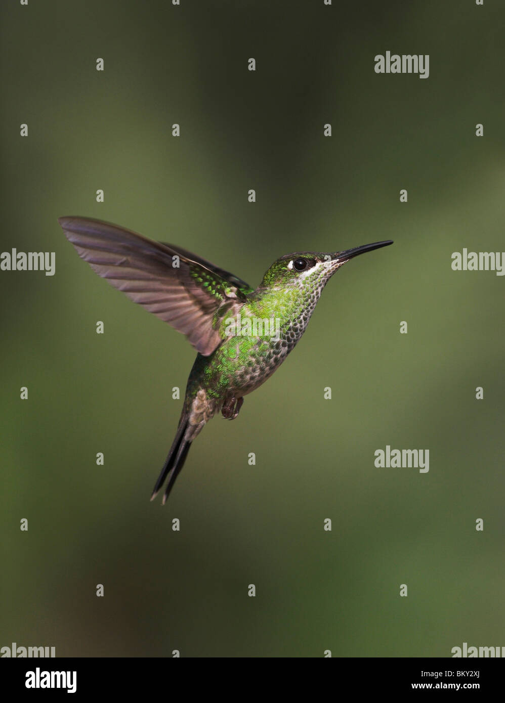 Violett-FRONTED brillante Kolibri im Flug (Heliodoxa Leadbeateri) Henri Pittier Nationalpark, Venezuela weibliche. Stockfoto