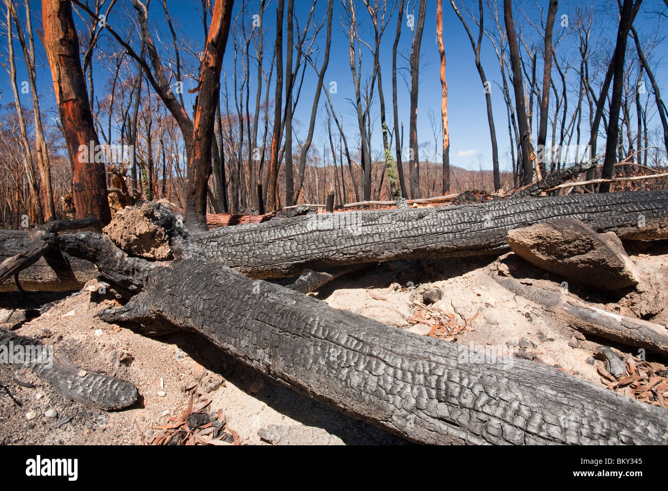 Wald im Dezember 2009 durch Buschfeuer in der Nähe von Michelago, New South Wales, Australien, zerstört. Stockfoto