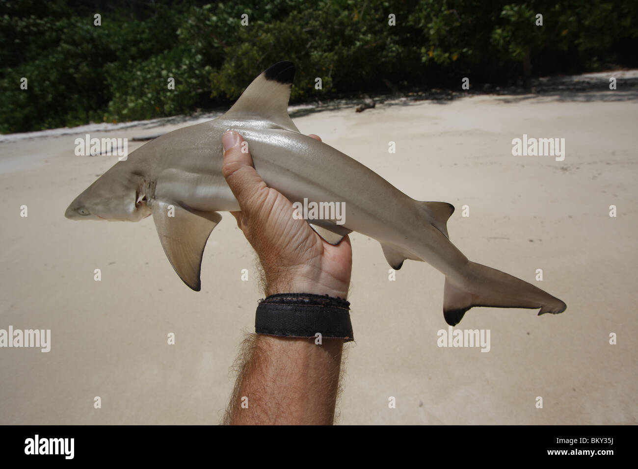 Eine juvenile schwarz-Tip Riffhai, gejagt von Moken Meer Nomade, in Ko Surin marine Nationalpark, Thailand Stockfoto