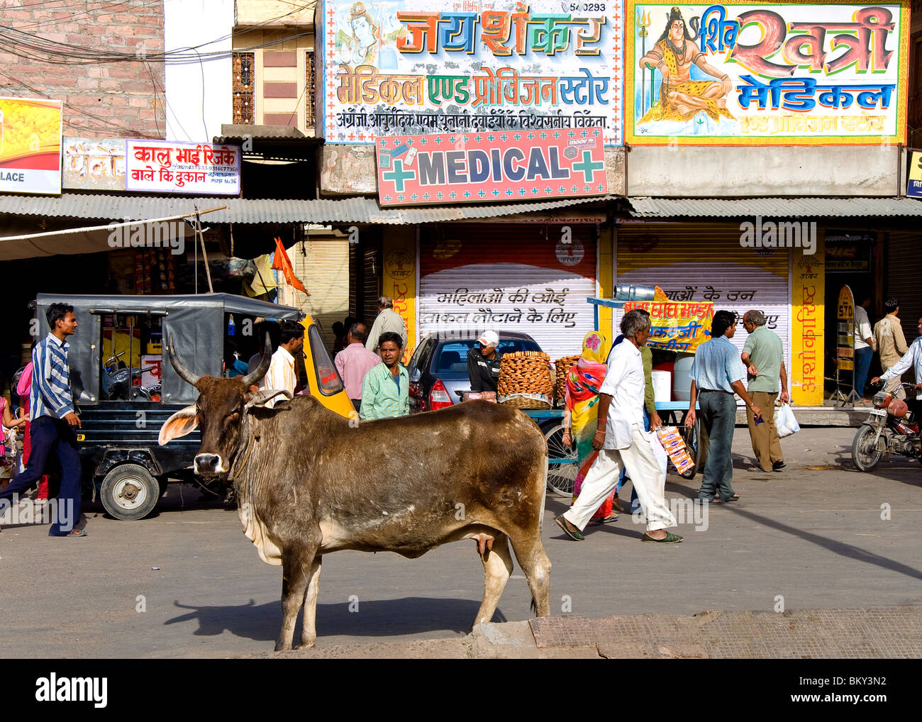 Kuh auf der Straße, Jodhpur, Rajasthan, Indien Stockfoto