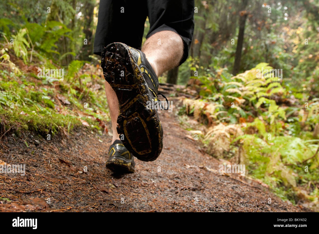 Die Füße des Trailrunning-ein Mann auf einem nassen schlammigen Weg in den Olympic National Park. Stockfoto