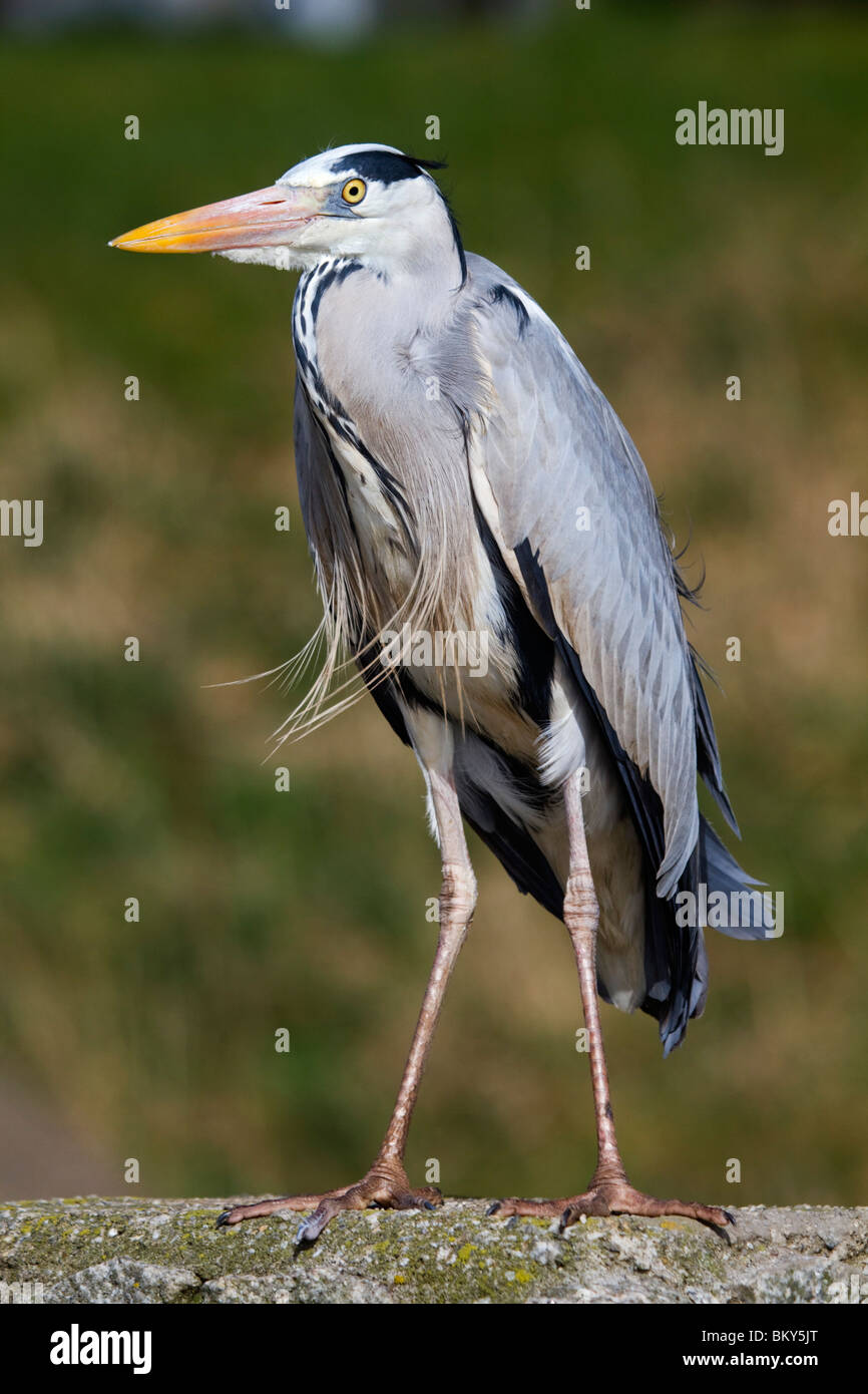 Graureiher; Ardea Cinerea; an einer Wand stehend Stockfoto