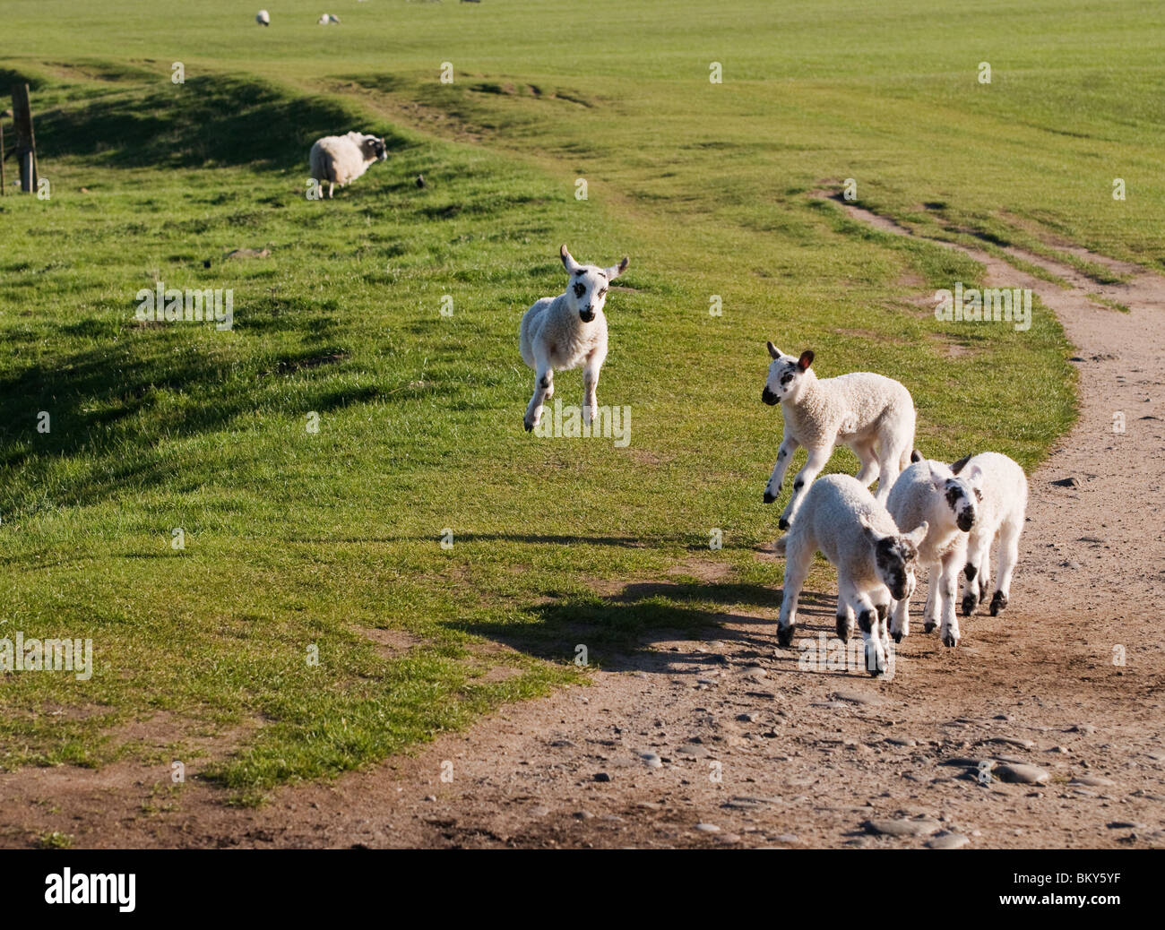 Spielerische springen Blackface Frühjahr Lämmer Stockfoto