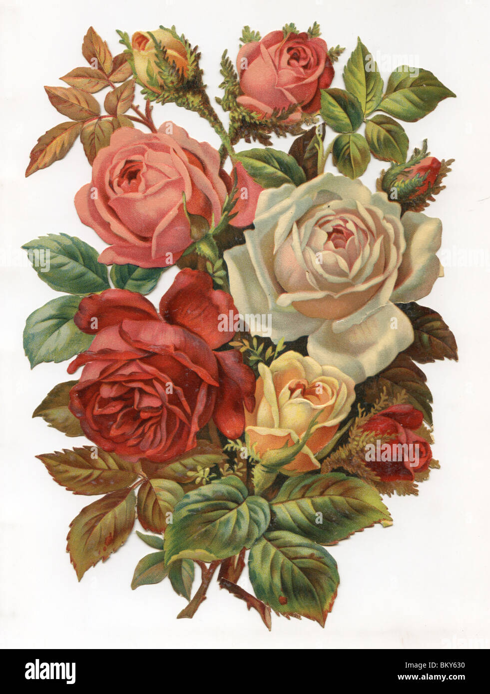 Rot, rosa, gelben und weißen Rosen Stockfoto