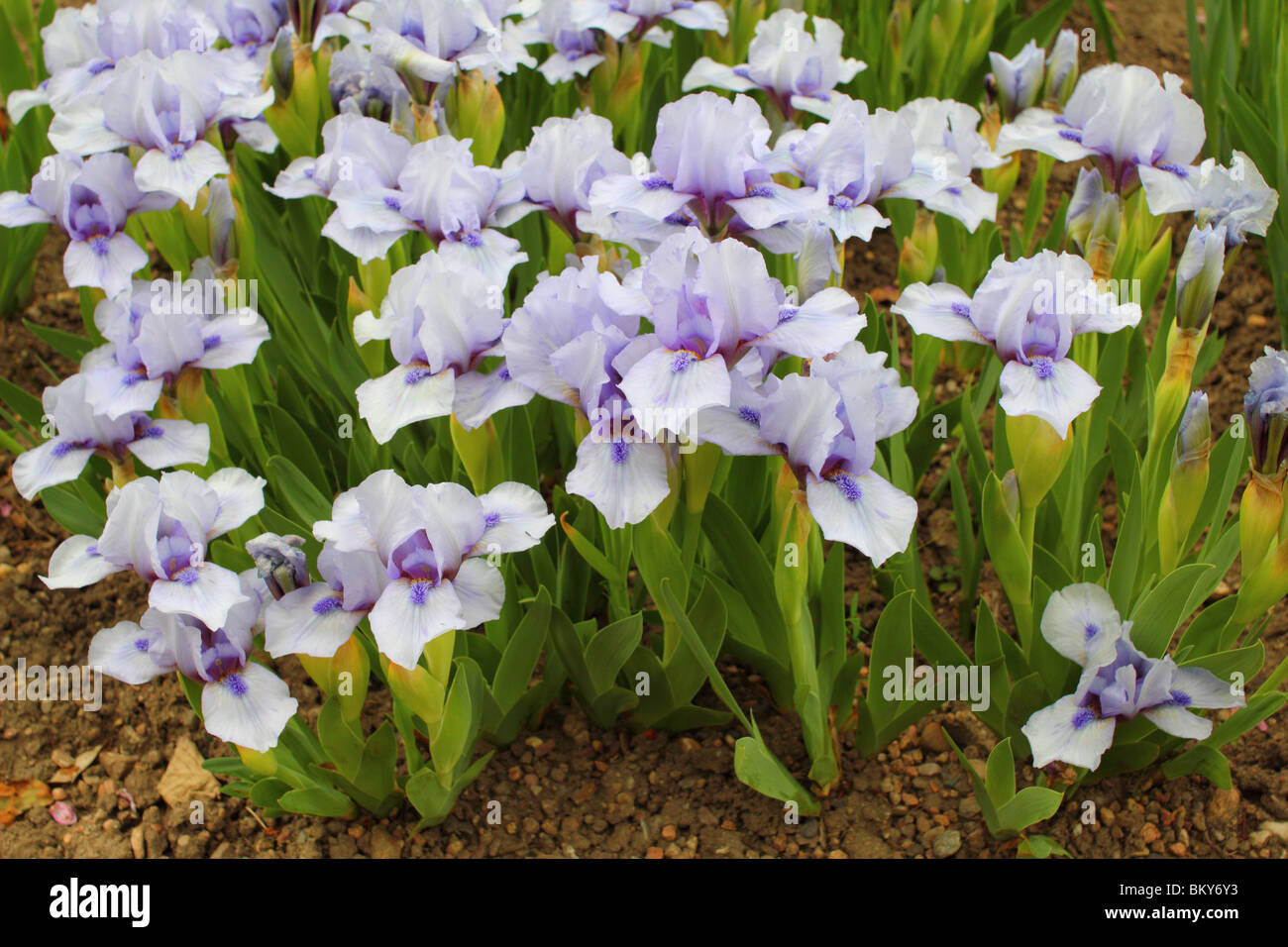 Bläulicher Iris "Sapphire Juwel" Blumen hautnah Stockfoto