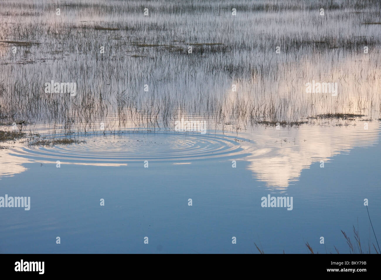 Am frühen Abend im Moor an der St. Marks Florida USA Stockfoto