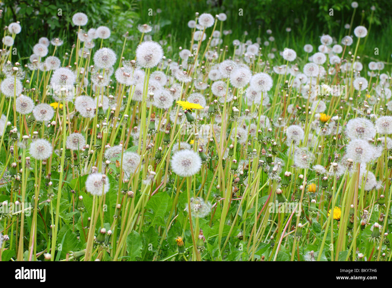 Löwenzahn Flaschenboviste Taraxacum officinale Stockfoto