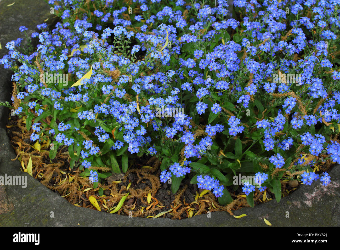 Vergissmeinnicht Blumen in voller Blüte Myosotis sylvatica Stockfoto