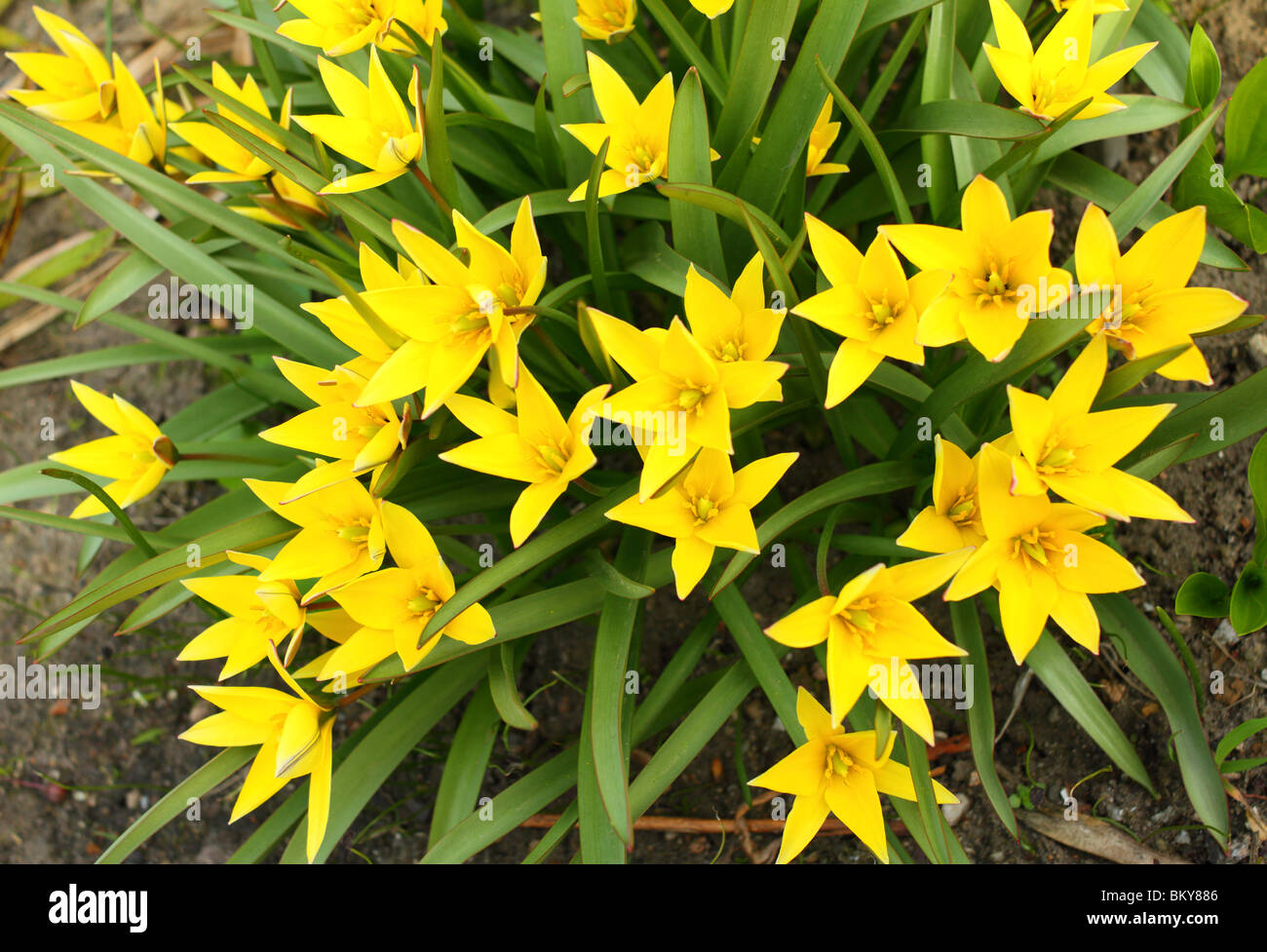 Gelbe Feder Tulpen blühen Tulipa tarda Stockfoto