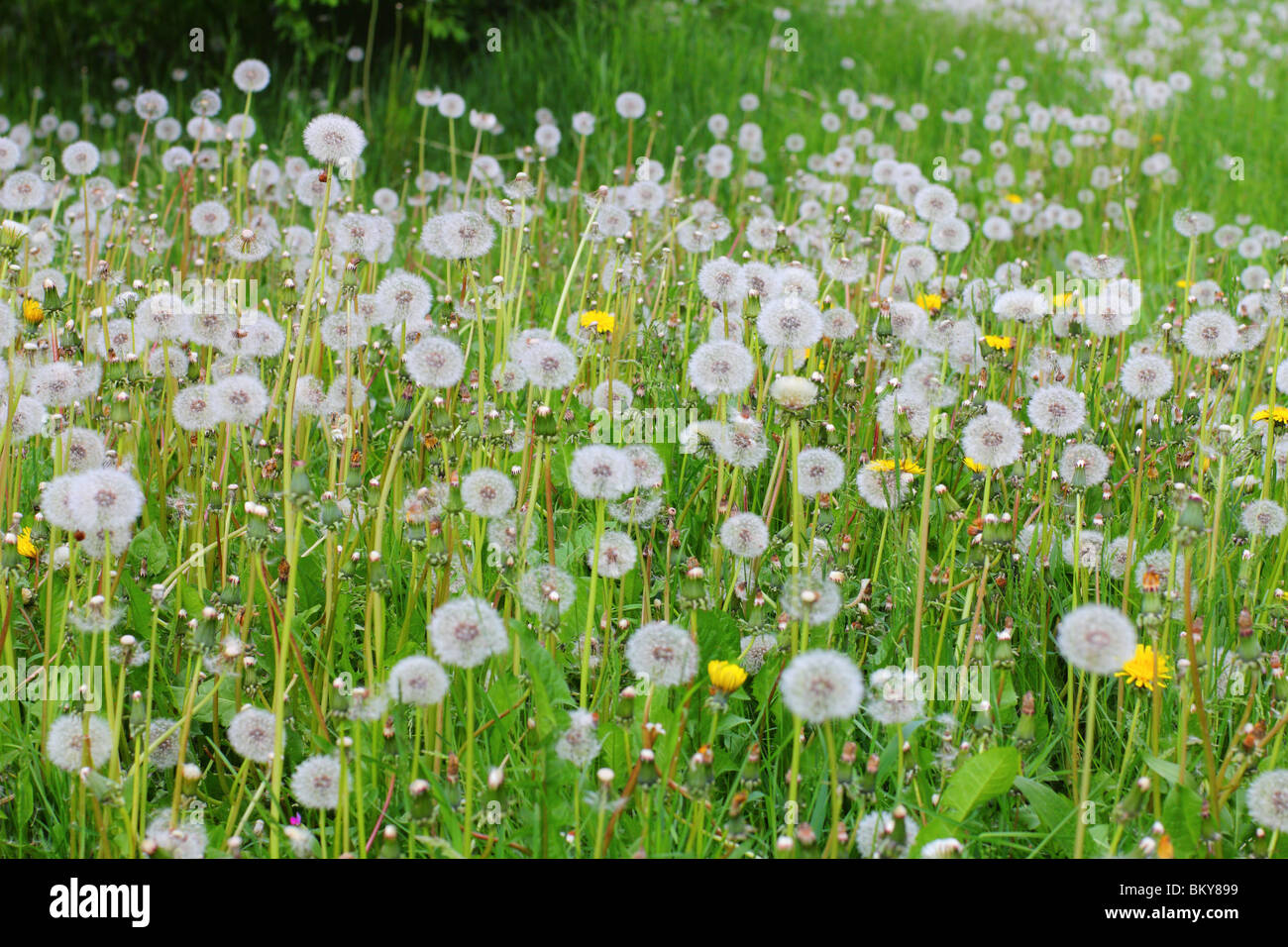 Löwenzahn Flaschenboviste Taraxacum officinale Stockfoto