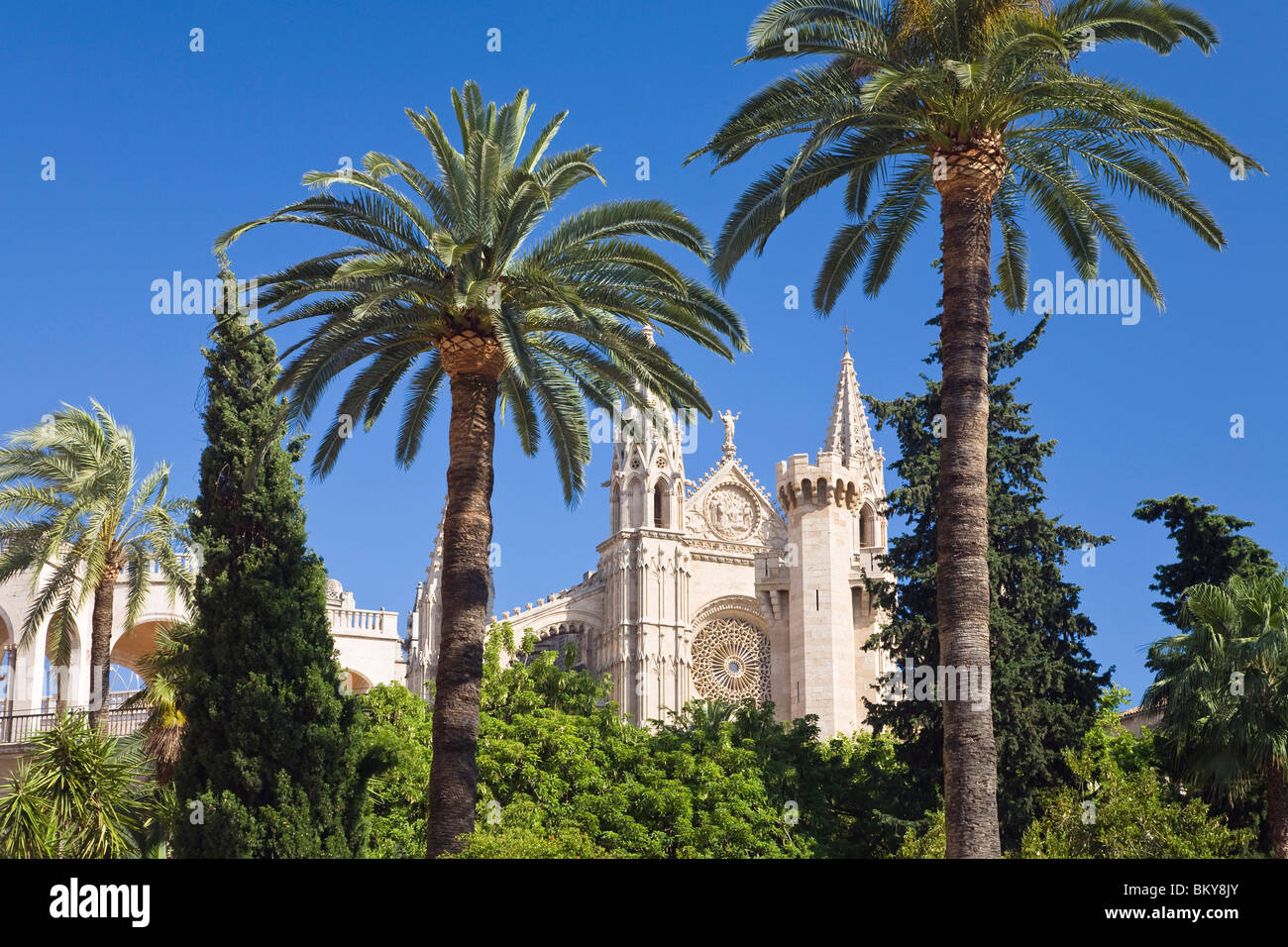 Palmen und die Kathedrale La Seu unter blauem Himmel, Palme, Mallorca, Spanien, Europa Stockfoto
