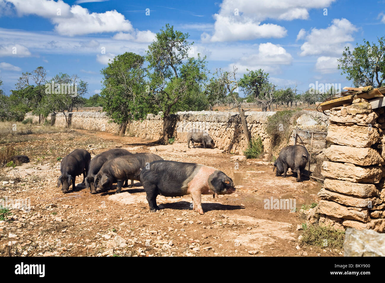 Hausschweine vor einer Wand unter bewölktem Himmel, Mallorca, Balearen, Spanien, Europa Stockfoto