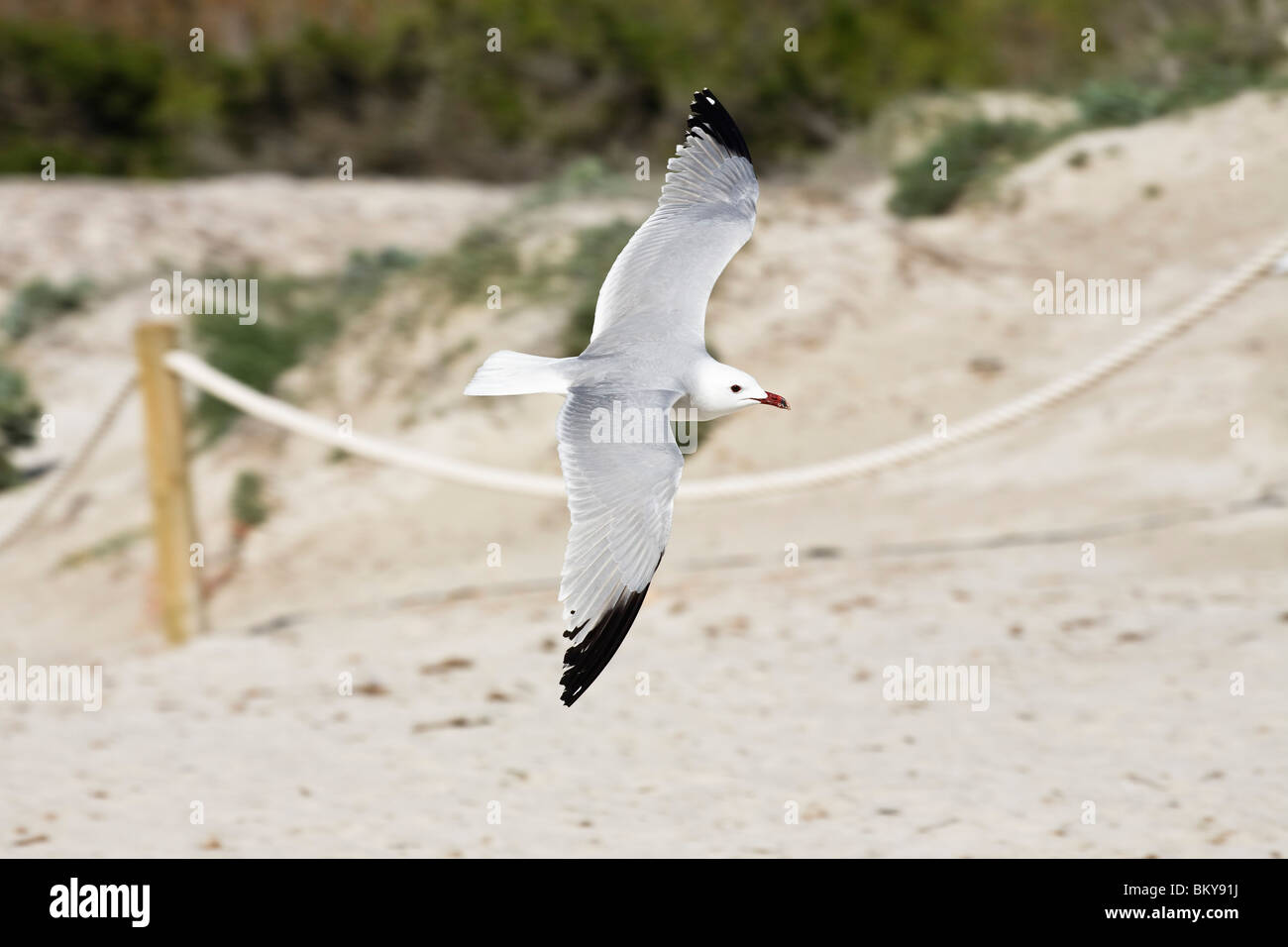 Audouin Möwe fliegt über Sandstrand, Mallorca, Spanien, Europa Stockfoto