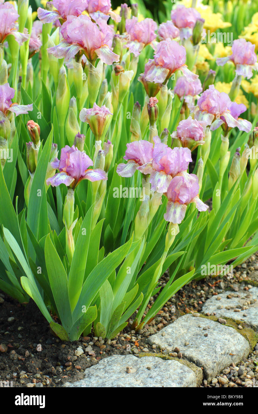 Violette Iris 'Voyage' Blumen hautnah Stockfoto