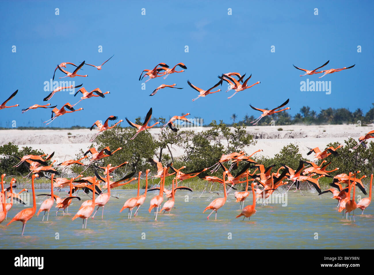 Kolonie von Flamingos am Rio Lagartos, Bundesstaat Yucatan Halbinsel Yucatan, Mexiko Stockfoto