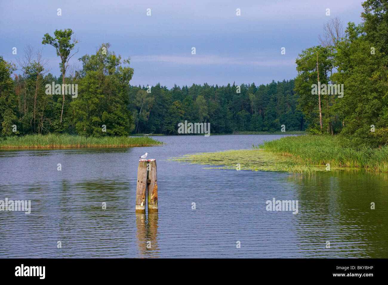 Jez. Beldany (See Beldany), Natur, Mazurskie Pojezierze, Masuren, Ostpreußen, Polen, Europa Stockfoto