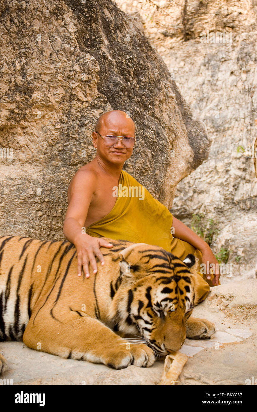Abt Phra Acharn Phoosit Khantidharo mit einem Tiger, Wat Pa Luangta Bua Yannasampanno Wald Kloster, Tiger-Tempel, Kanchanabur Stockfoto