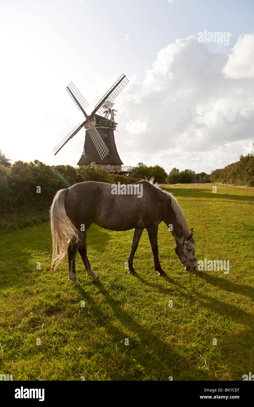 Pferd auf der Weide, Windmühle im Hintergrund, Oldsum, Foehr Insel, Schleswig-Holstein, Deutschland Stockfoto