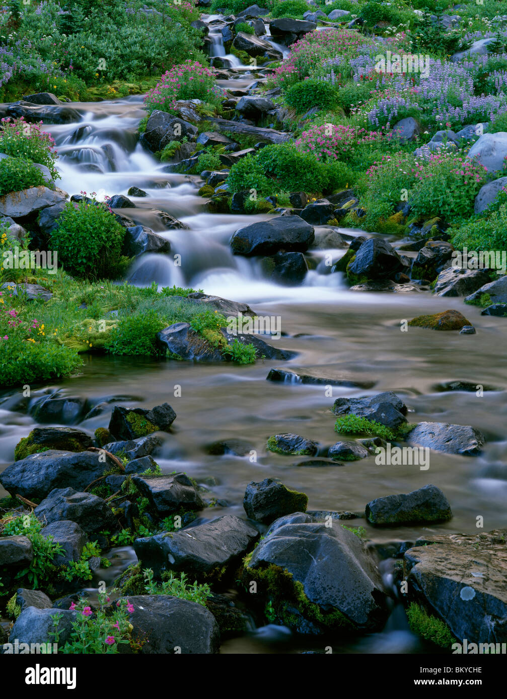 Nationalpark Mount Rainer Paradise River, Washington, USA Stockfoto
