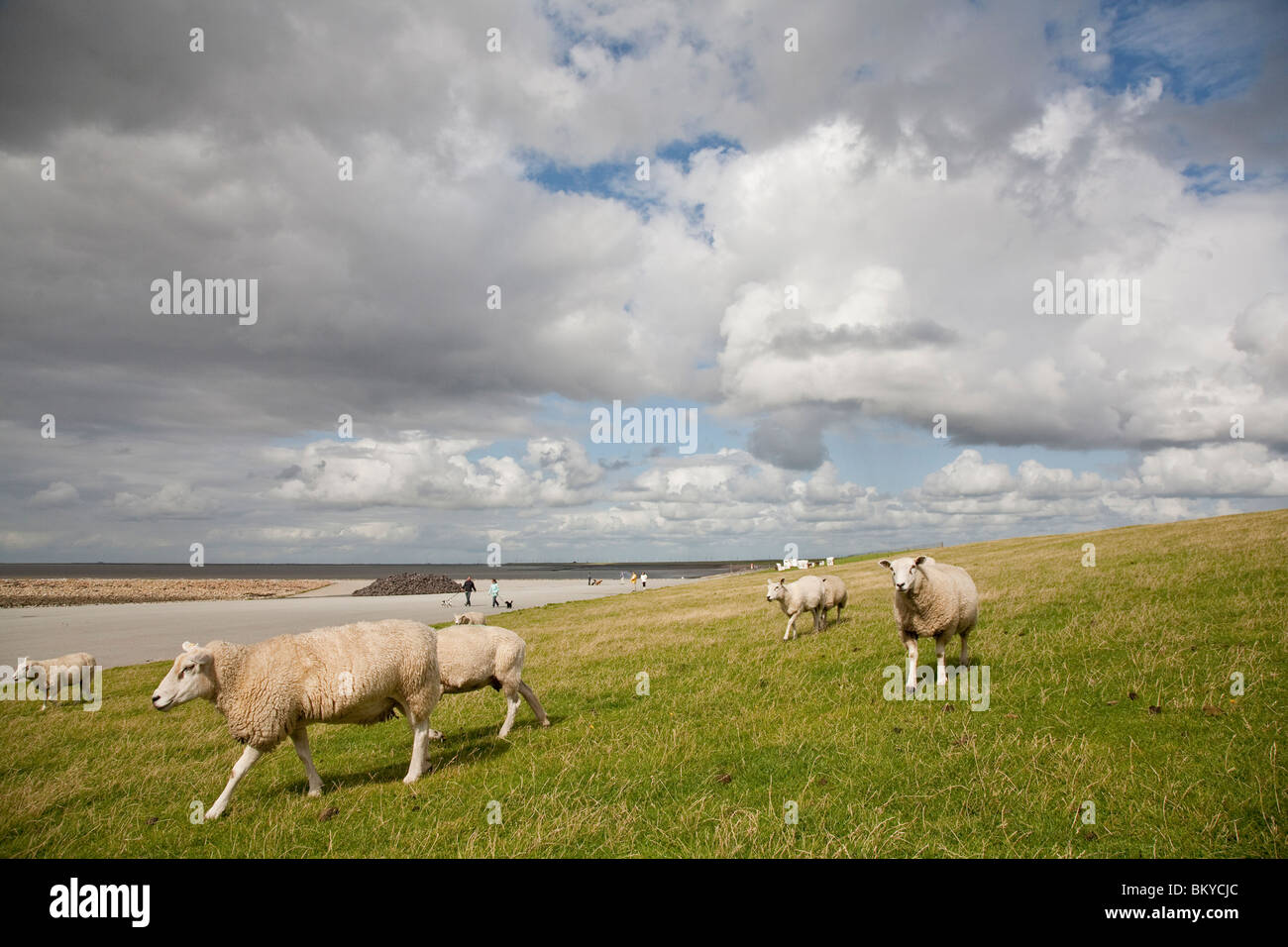 Schafe am Deich, Beltringharder Koog, Luettmoorsiel, Nordstrand, Schleswig-Holstein, Deutschland Stockfoto