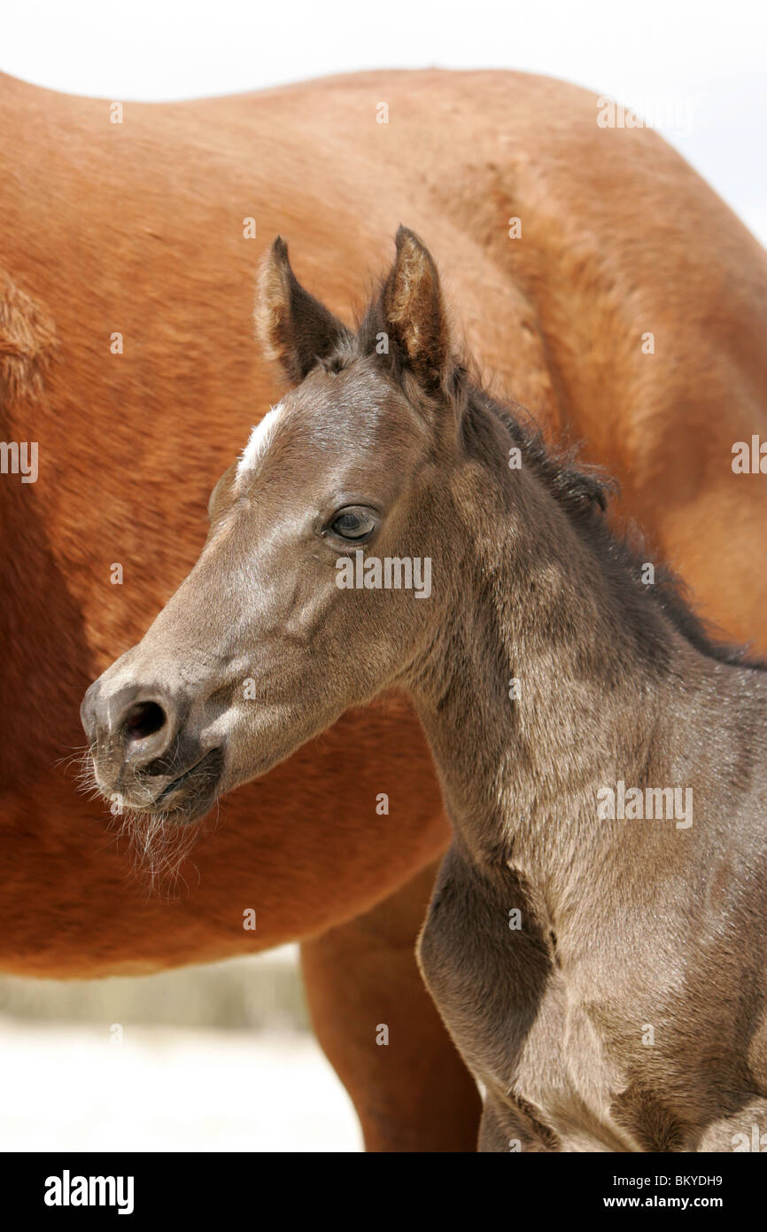 Quarter Horse Fohlen Stockfoto