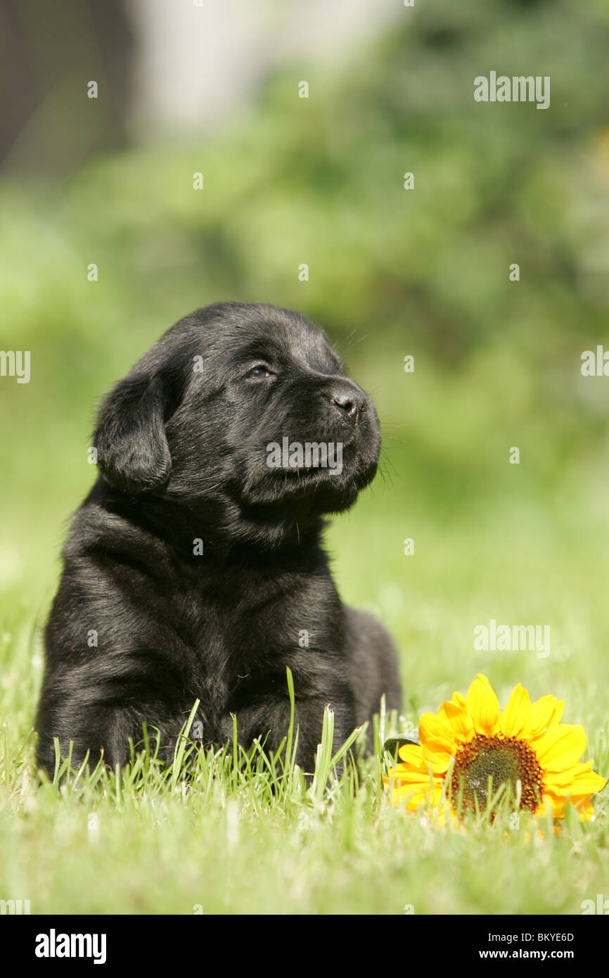 Labrador Retriever Welpen Stockfoto