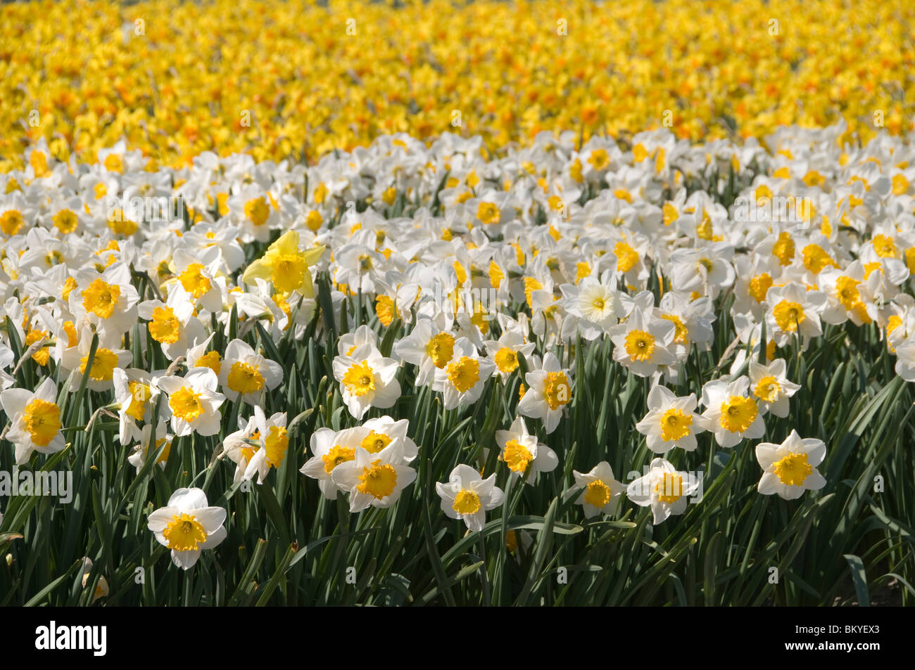 Narzissen Narzissen Osterglocken gelbe Niederlande Holland Blumen in der Nähe von Keukenhof Leiden Haarlem und Amsterdam Stockfoto