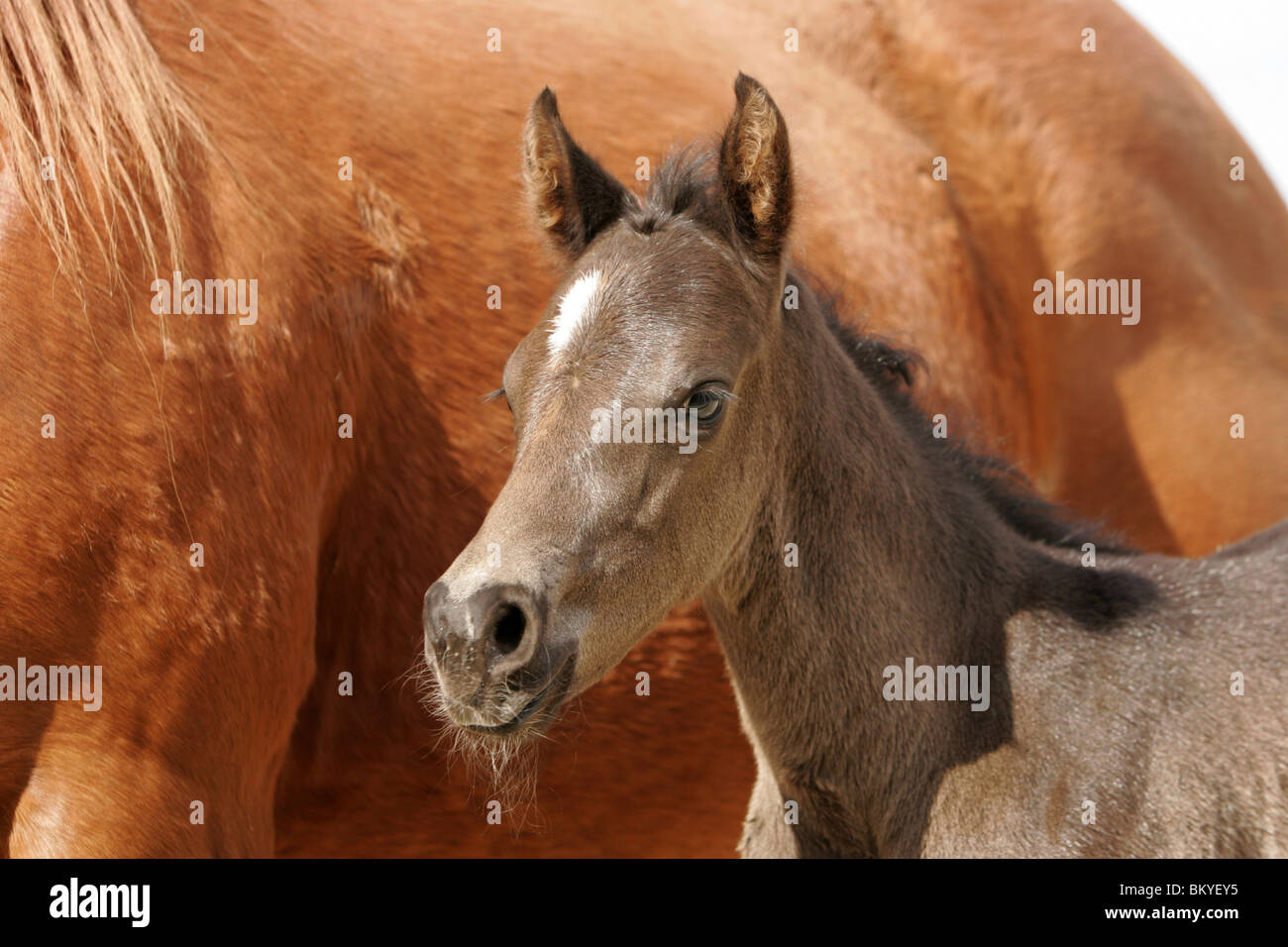 Quarter Horse Fohlen Stockfoto