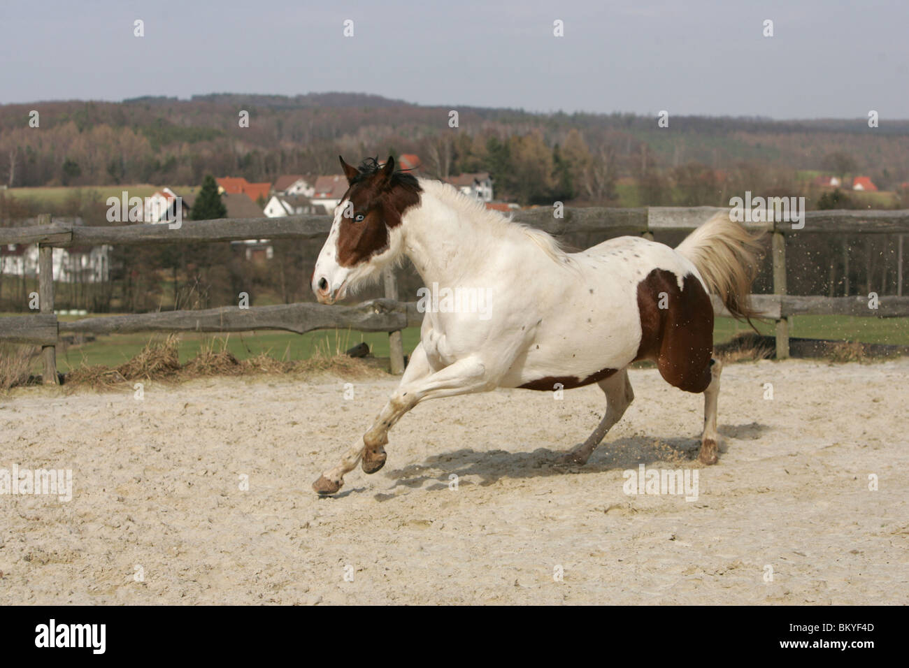 Paint Horse Galopp Stockfoto