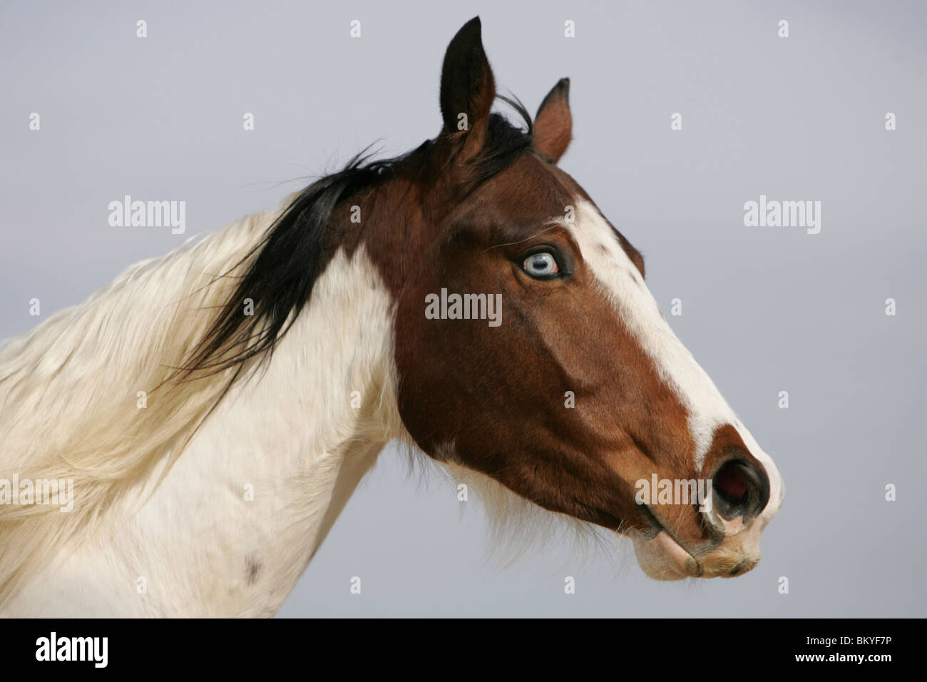 Paint Horse Portrait Stockfoto