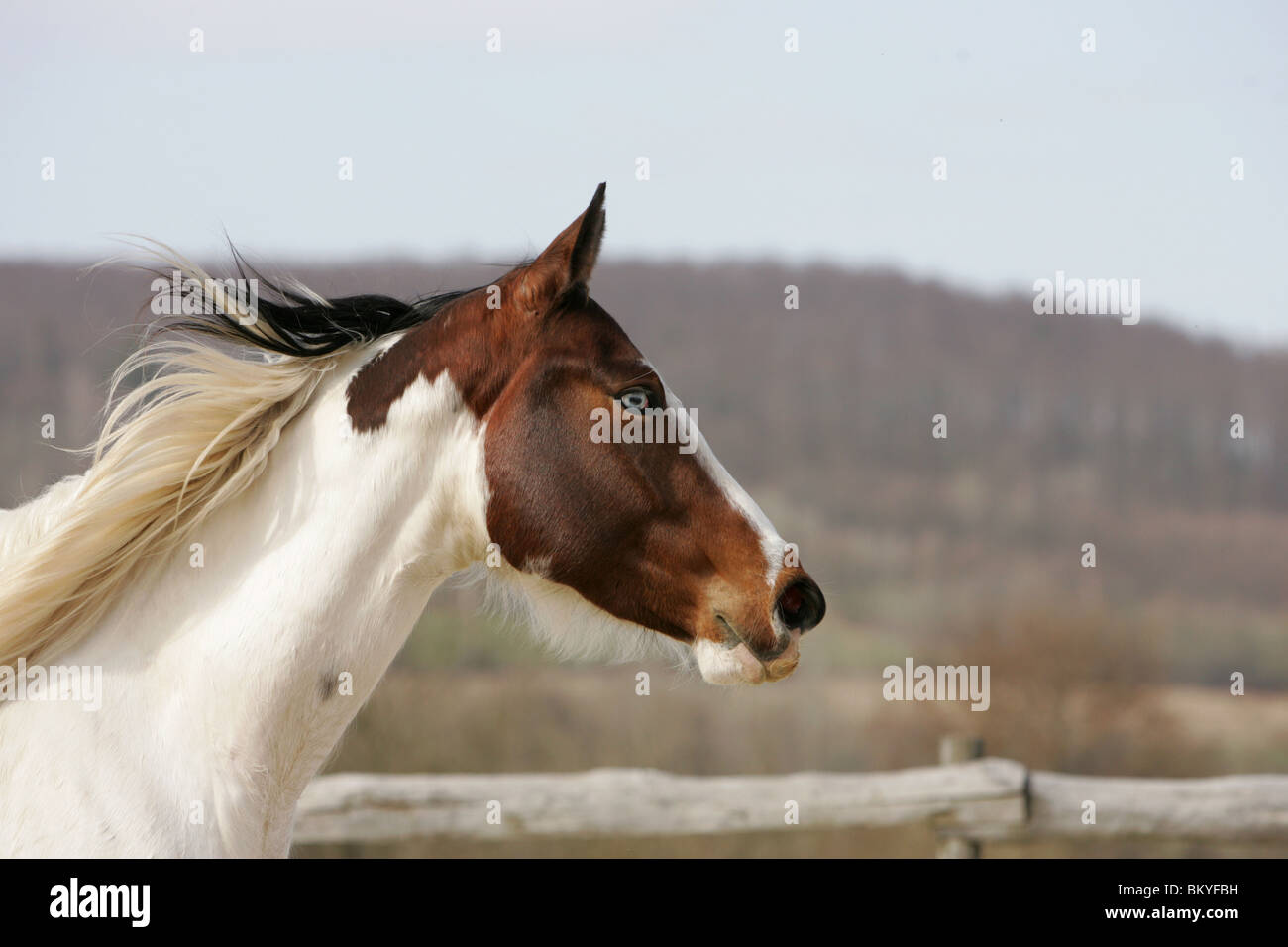 Paint Horse Portrait Stockfoto