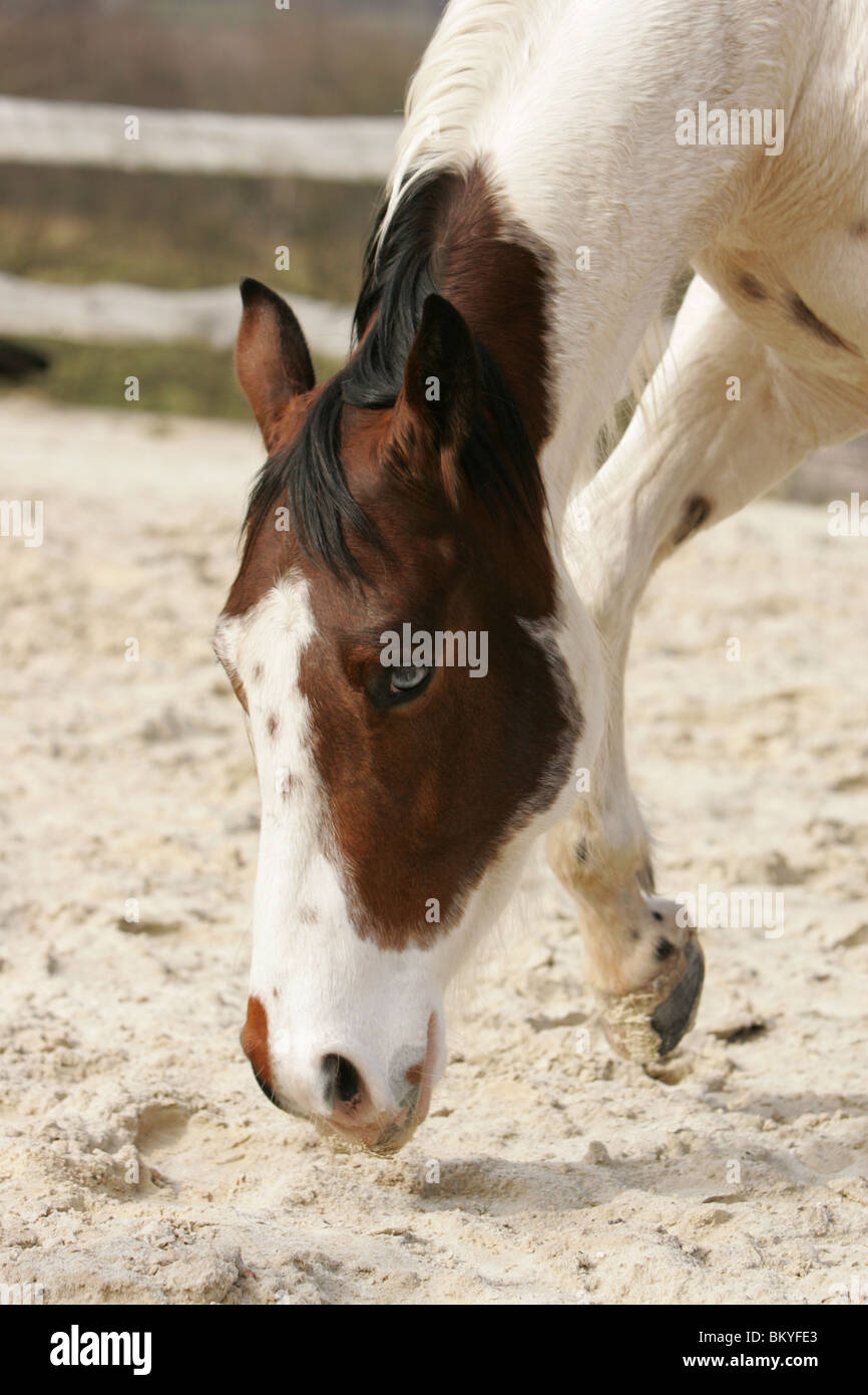 Paint Horse Stockfoto