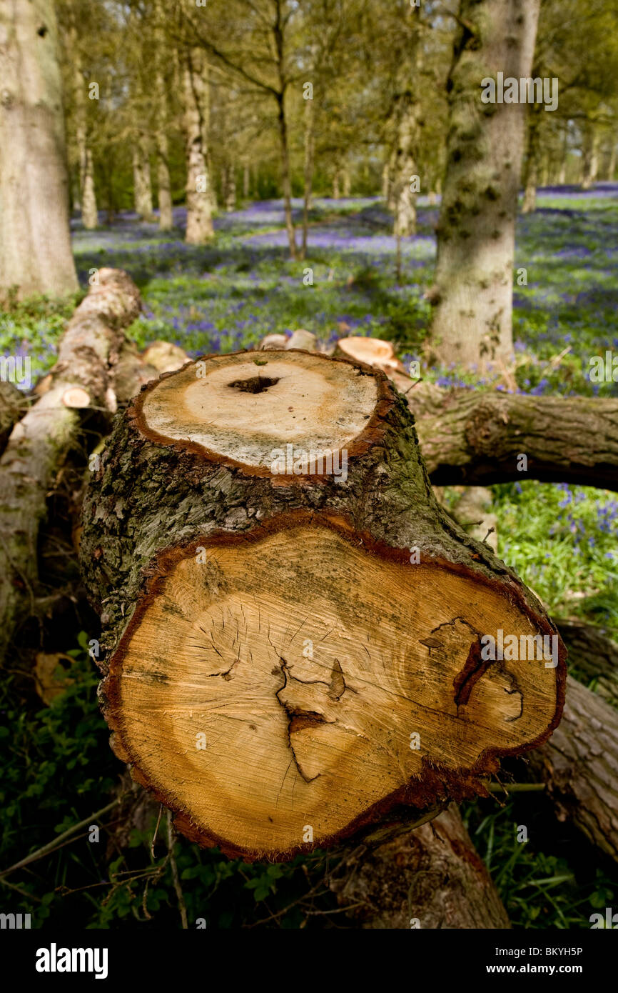 Wald und Wald-Management durch den National Trust in Blickling in Norfolk, England. Stockfoto