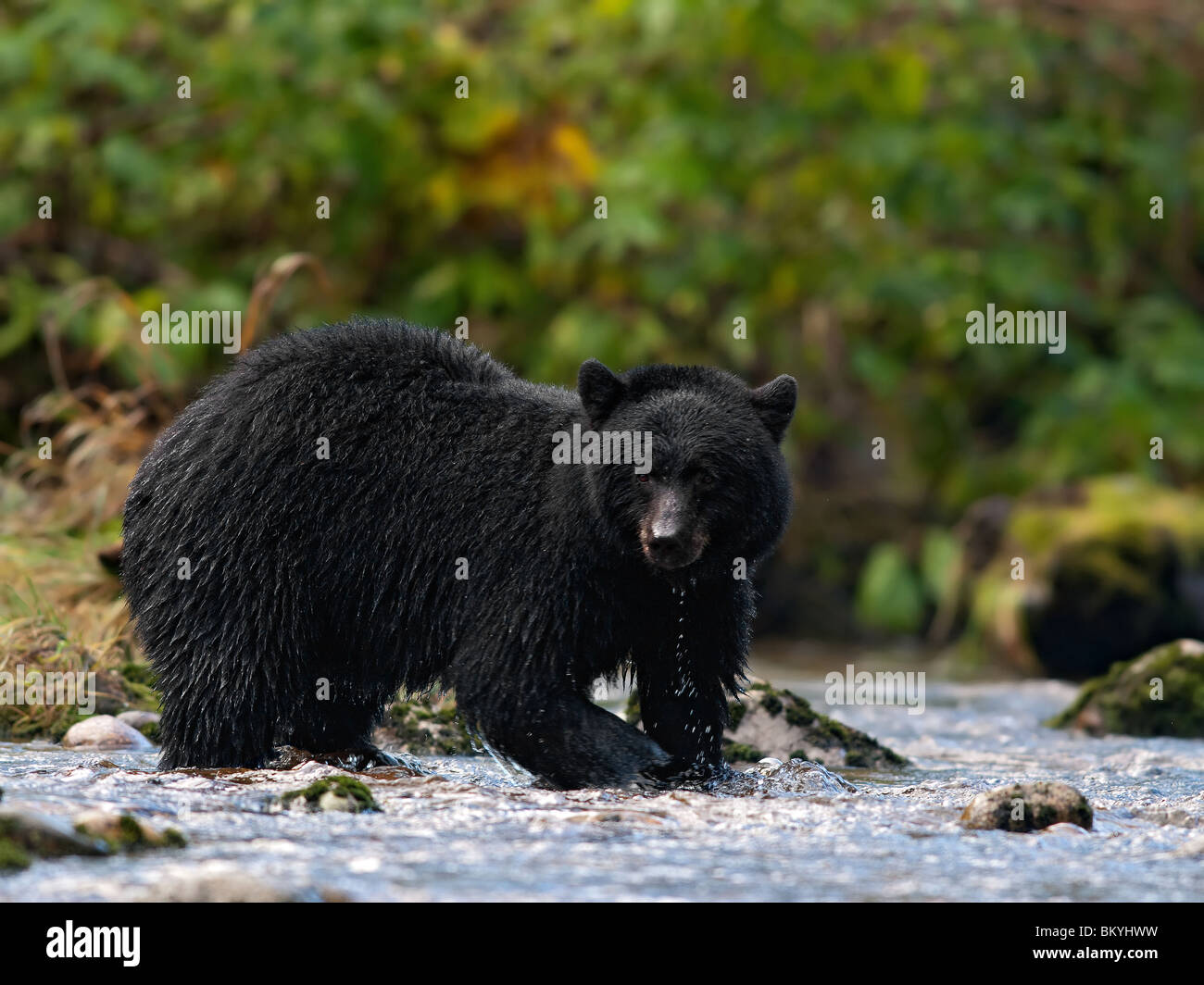 schwarzer Bär Fischen in einem stream Stockfoto