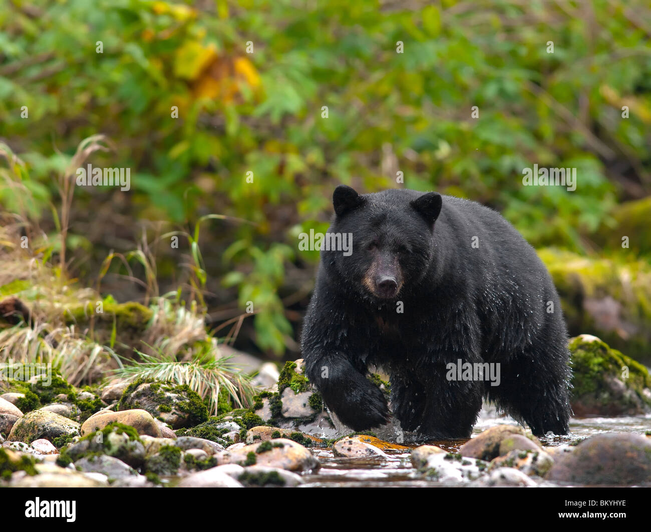 schwarzer Bär zu Fuß entlang eines Baches Stockfoto