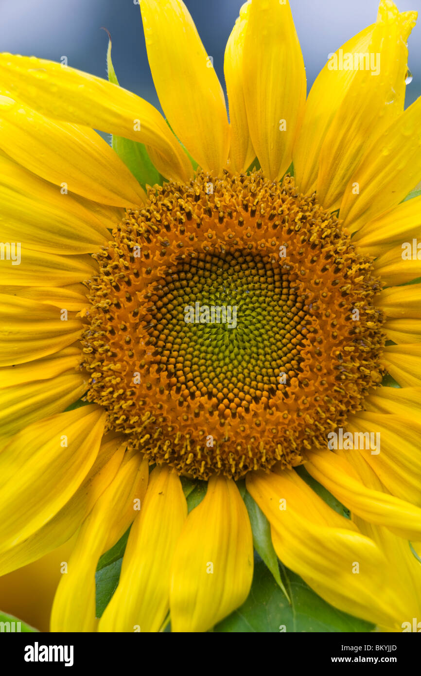 Sonnenblume kopf detail Fotos und Bildmaterial in hoher Auflösung Alamy